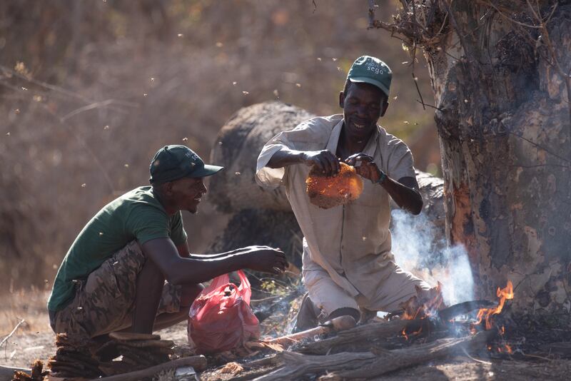 Yao honey-hunters using fire and tools to harvest a bees' nest in the Niassa Special Reserve in Mozambique