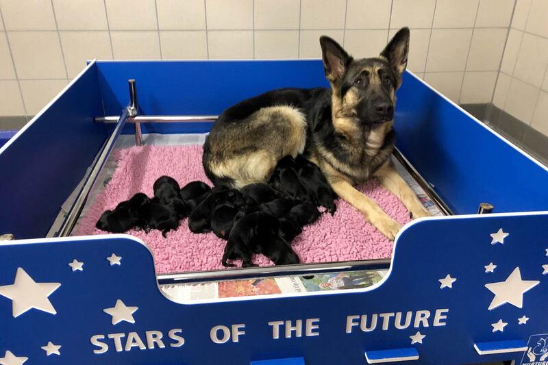 Guide dogs breed record litter of 16 puppies