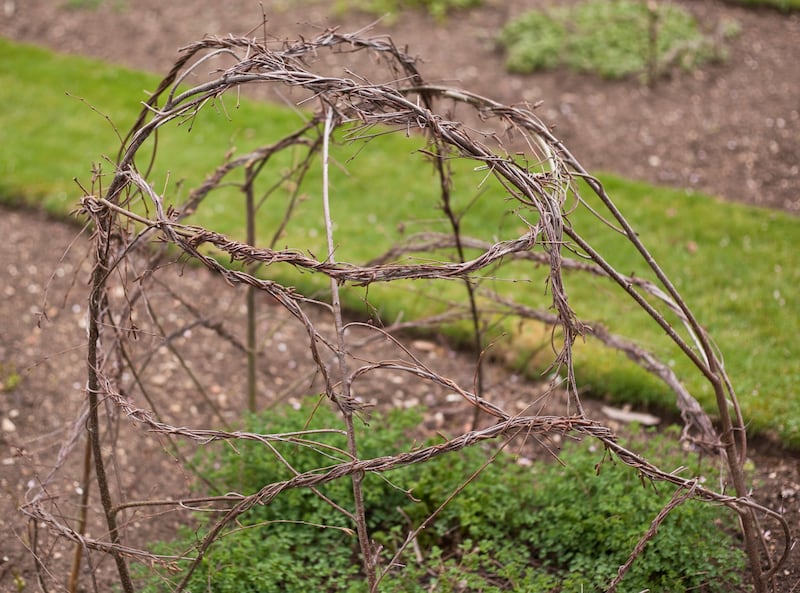 Used pruned stems as plant supports