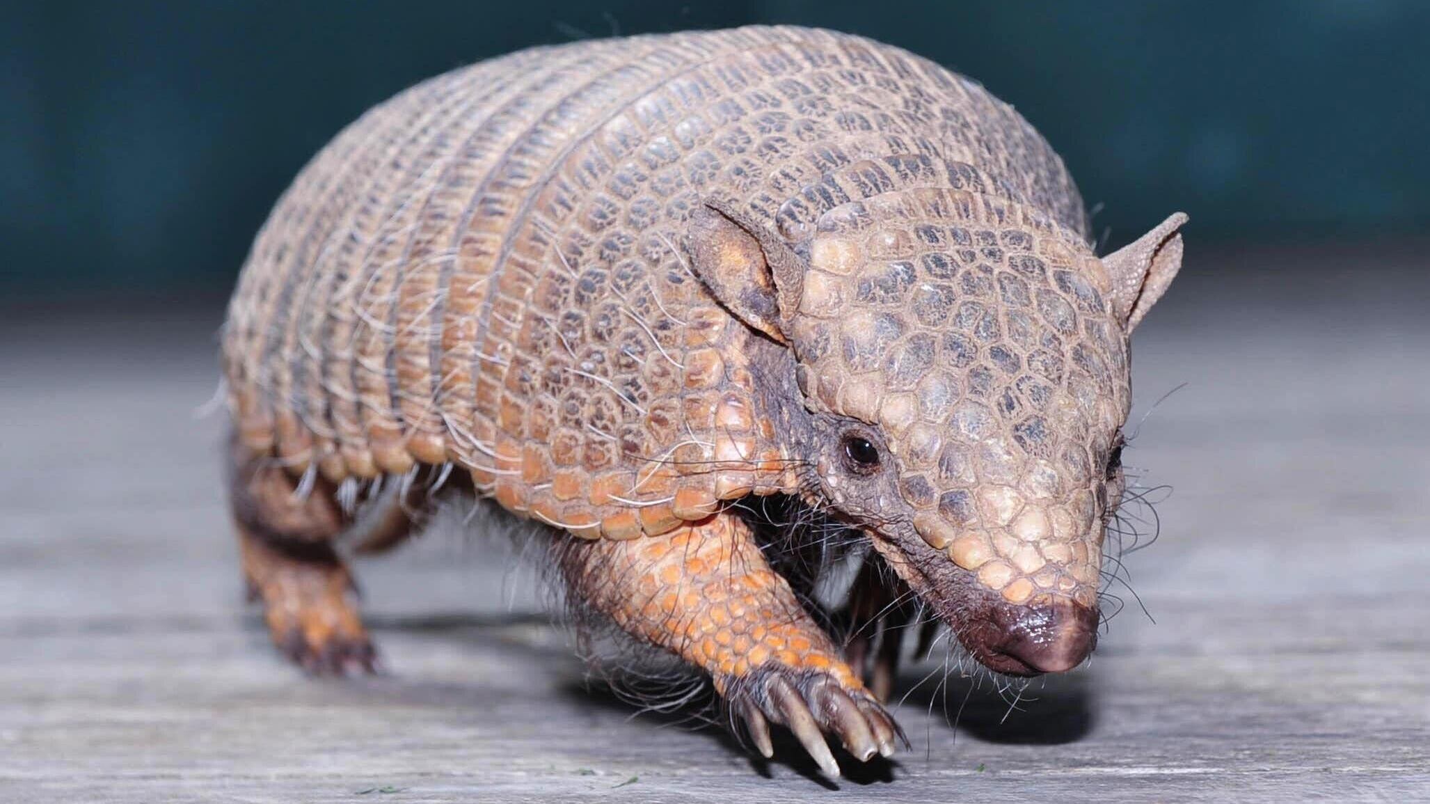 Parasites associated with the disease can reprogramme cells to increase the size of a liver in armadillos, researchers found.