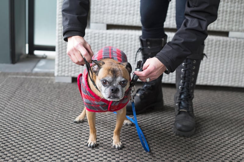 Woman putting collar, leash and coat on her dog to get ready to go out for a walk in cold weather