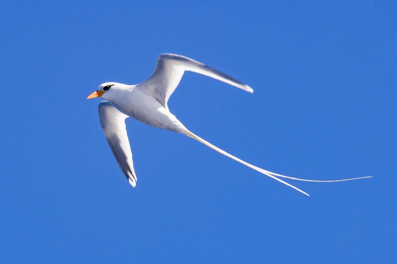 White-tailed tropic bird spotted on a voyage to the Sargasso Sea