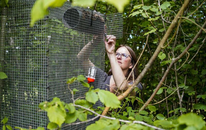 Hazel dormouse reintroduction