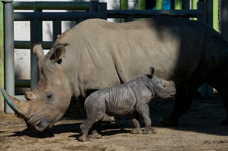 The baby rhino’s birth is the third of this endangered species born at the Buin Zoo (AP Photo/Esteban Felix)