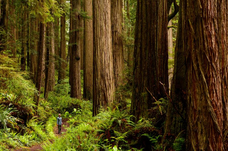 Redwoods are native to forests in northern California