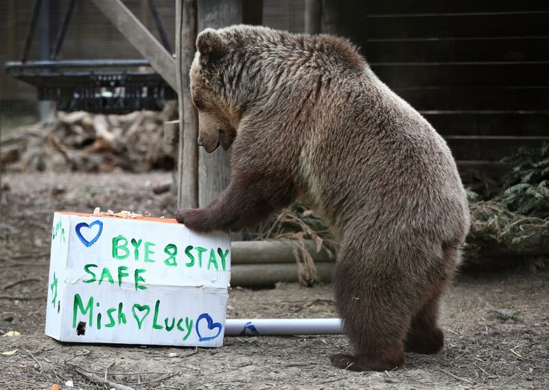 Rescued brown bear cub Mish explores gifts stuffed with his favourite treats ahead of a move from the Wildwood Trust in Kent to a forever home at the Trust’s sister site, Escot in Devon 