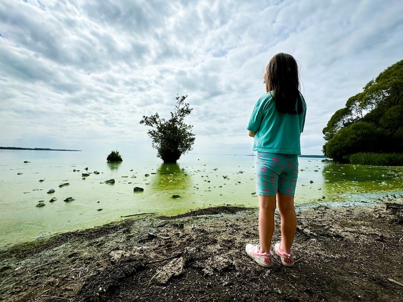 Blue green algae on Lough Neagh at Antrim. PICTURE: MAL MCCANN