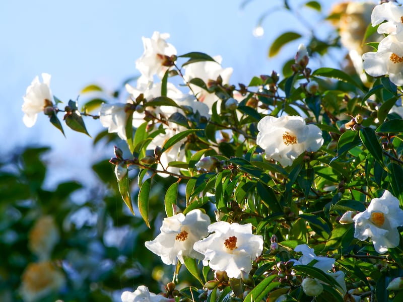 Camelias are flowering early this winter