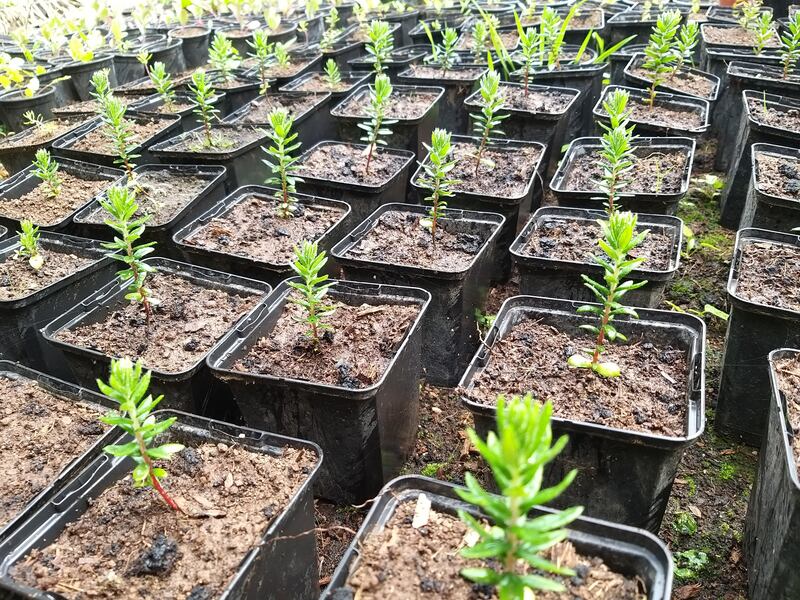 The project also involved establishing a tree nursery for Phylica