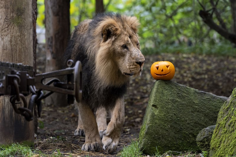 Bhanu the Asiatic lion at London Zoo inspecting one of the carved pumpkins for Halloween