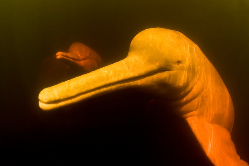 The Amazon’s pink river dolphin has seen significant declines in populations, the report warns (Mark Carwardine/naturepl.com/WWF)