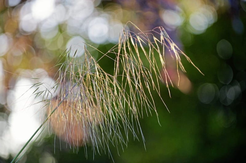 Joe Swift nominated the ornamental grass Stipa gigantea 