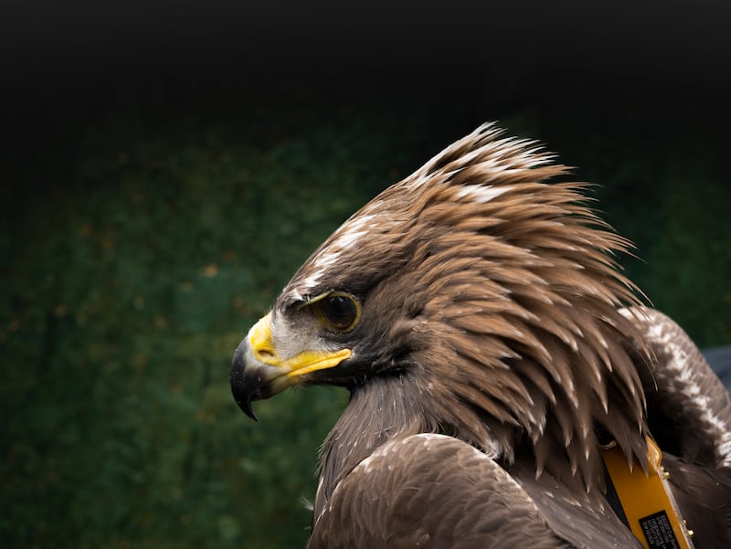 The South of Scotland Golden Eagle Project tags a number of locally-fledged eagles for monitoring and research