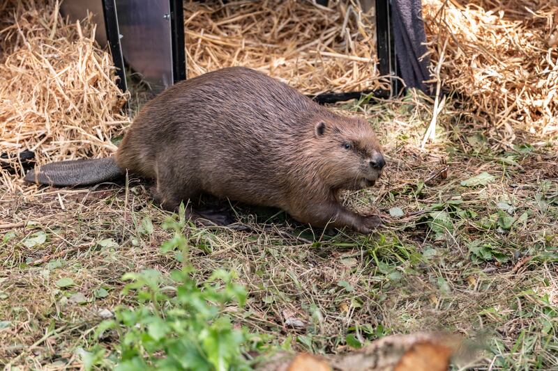 One of the beavers during the release on the Wallington estate last year. (National Trust)