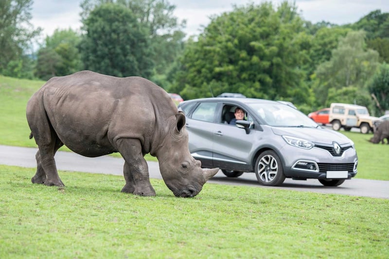 Granville, a five-year-old male, arrived from West Midlands Safari Park.