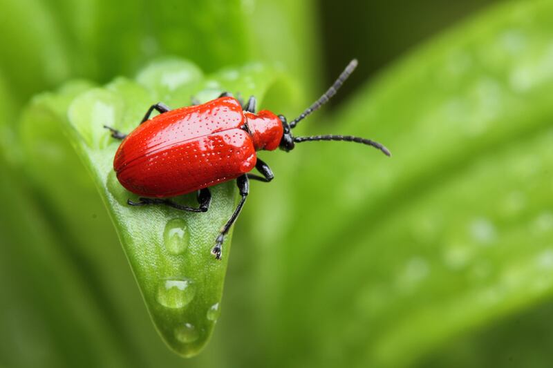 Lily beetle on a leaf in the rain