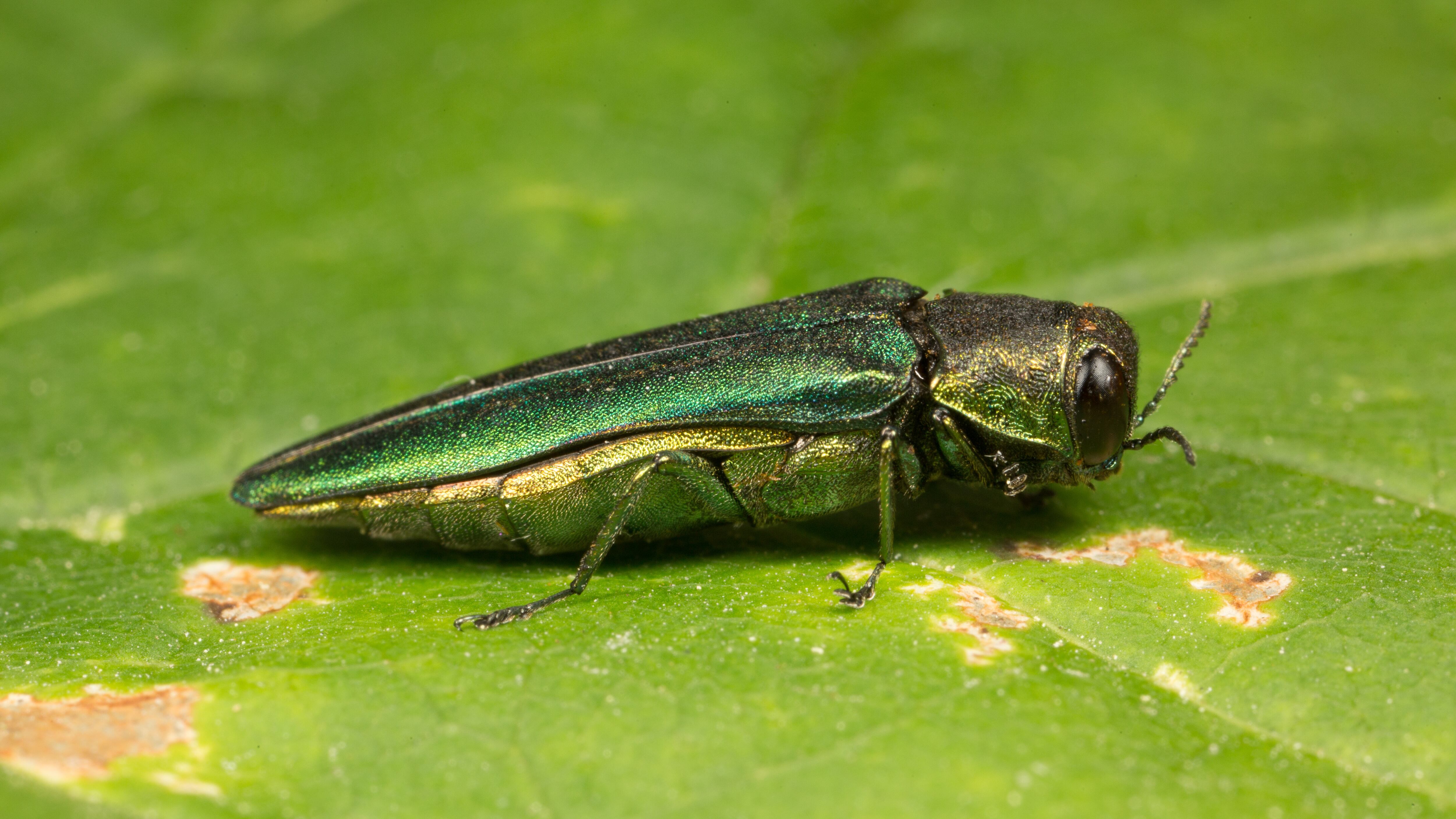 The Emerald ash borer beetle has been wreaking havoc in North America