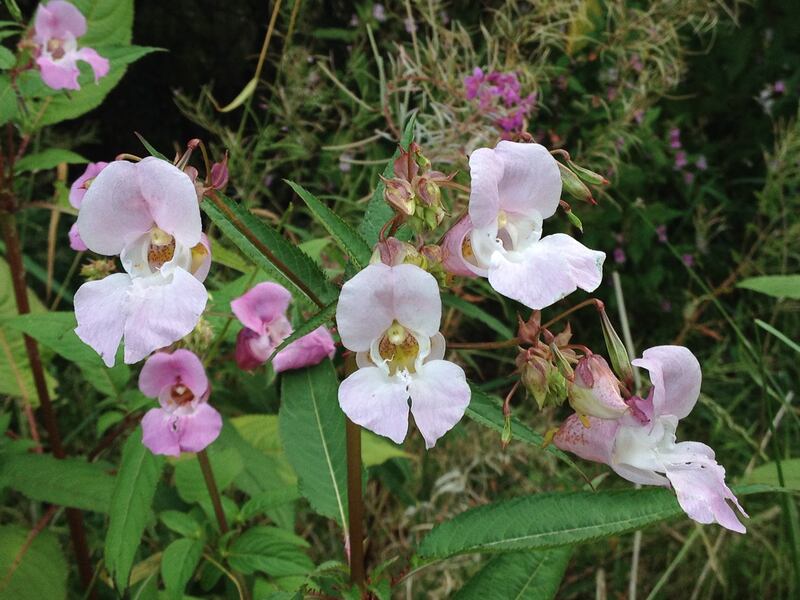 Himalayan Balsam plants out-compete native species and increase flood risks