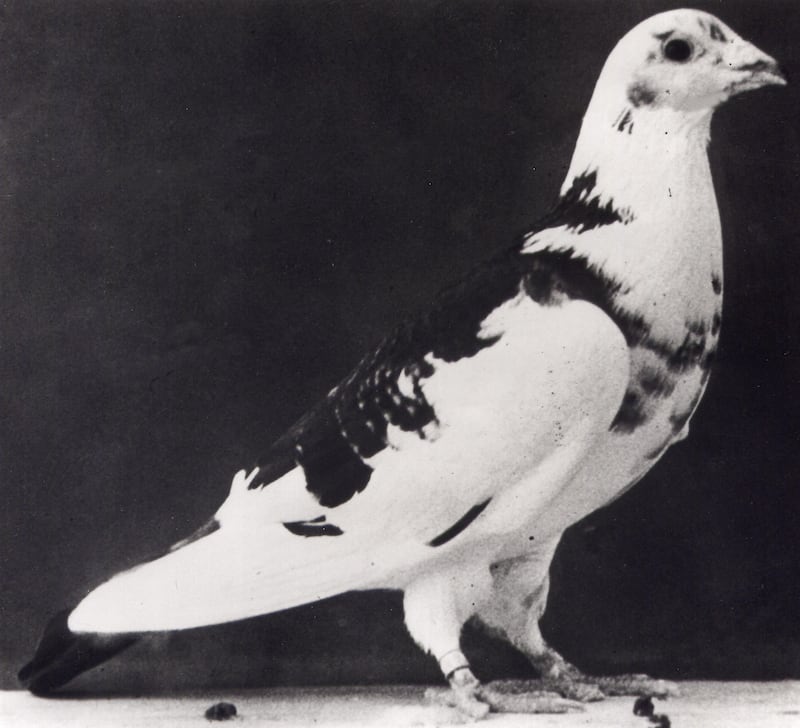 Gustav the pigeon was the first bird to arrive with a message from Paratroops of 21st Army Group behind enemy lines on D Day June 6 1944