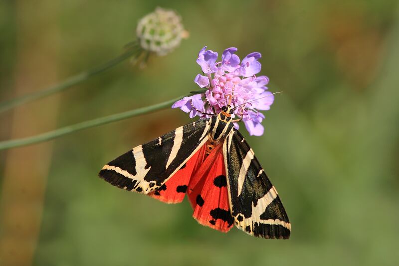 Jersey tiger moths have also moved northwards