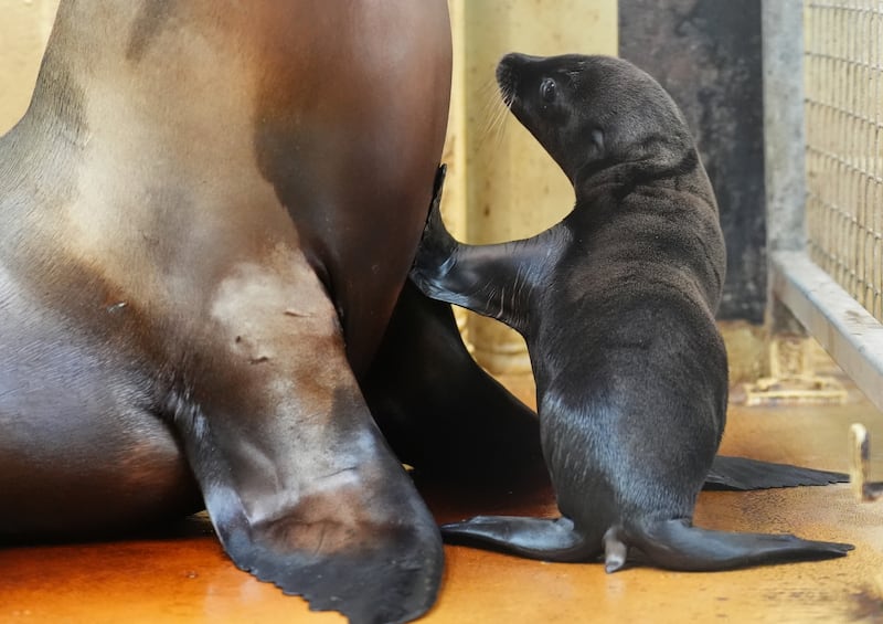 Nessie with her mother, Luce