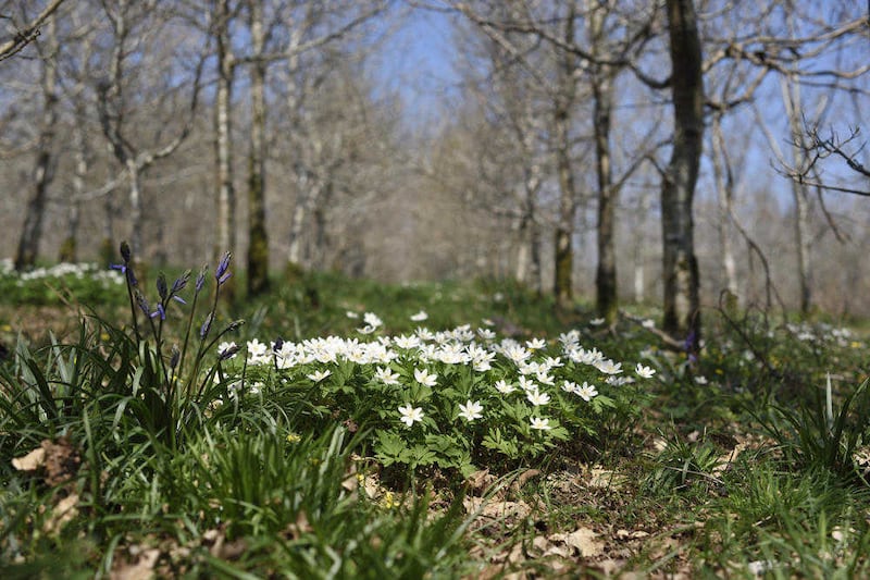 Drumnaph Wood, near Maghera in Co Derry. Picture by Michael Cooper 