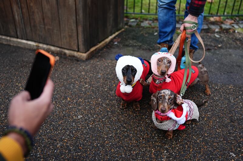 Three dachshunds in Santa outfits and matching bonnets at the walk