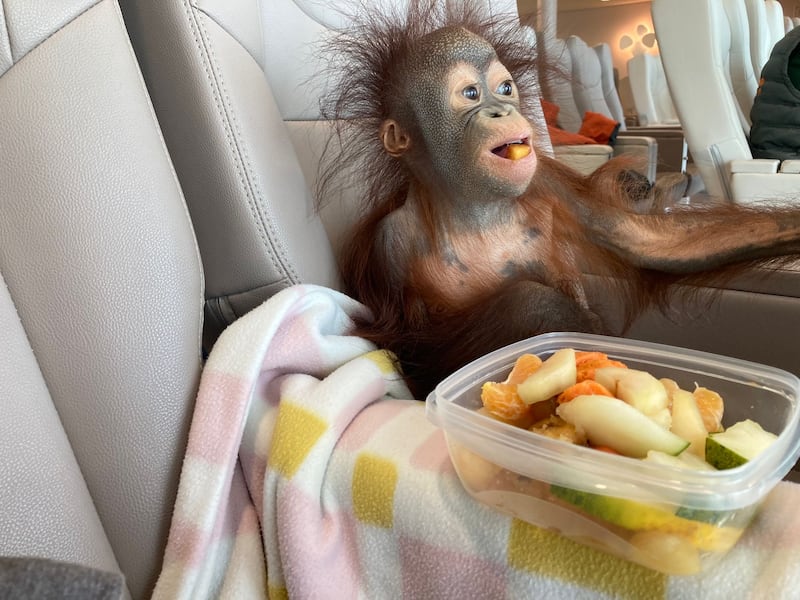 Kiwi the young orangutan travelling on board P&O Ferries to the UK.