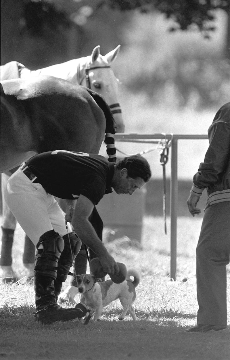 The Prince of Wales cools his dog Tigga with a wet sponge at a polo match in 1988