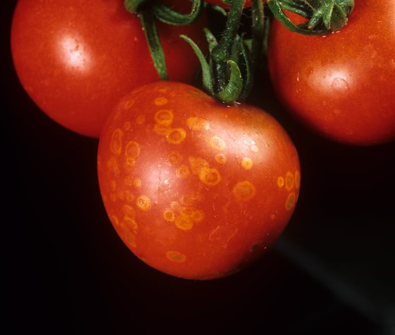 Tomato ghost spot