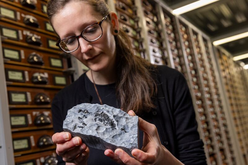 Dr Elsa Panciroli examining one of the fossils