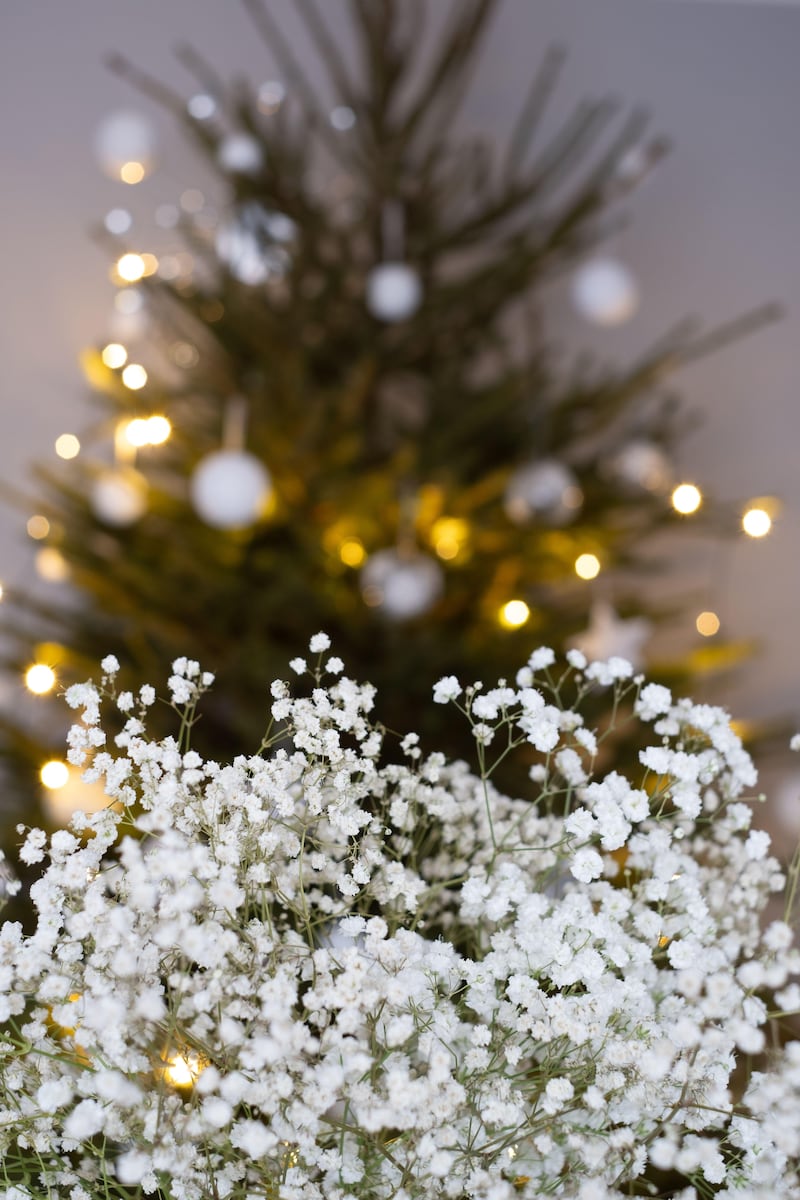 Gypsophila makes a snowy fill-in plant in a Christmas tree