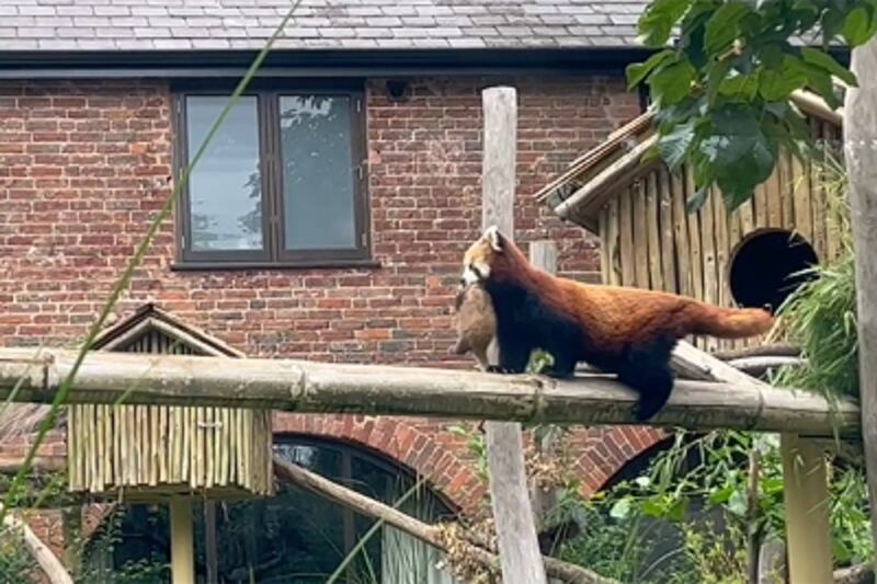 The cub's name will be decided when it is aged three months (West Midlands Safari Park/PA)