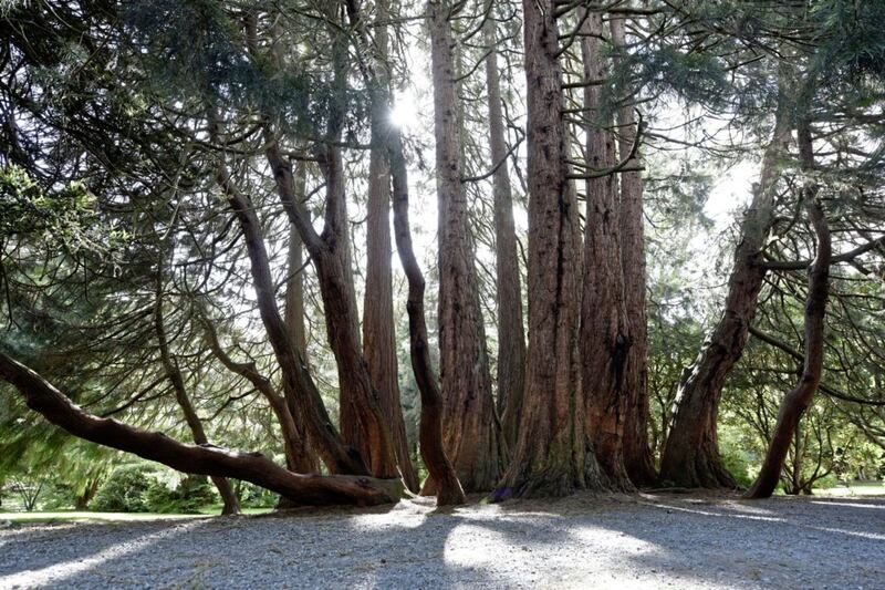 The giant redwood  - or multi-stemmed giant sequoia - stands within the walled garden at Castlewellan Forest Park and has been announced as the Northern Ireland tree of the year. Picture by Michael Cooper 