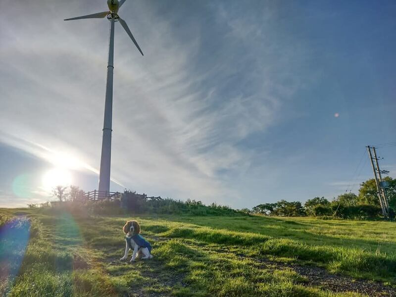 Conservation detection dogs are used on wind farms to assess the impact on migrating bat and/or bird populations.