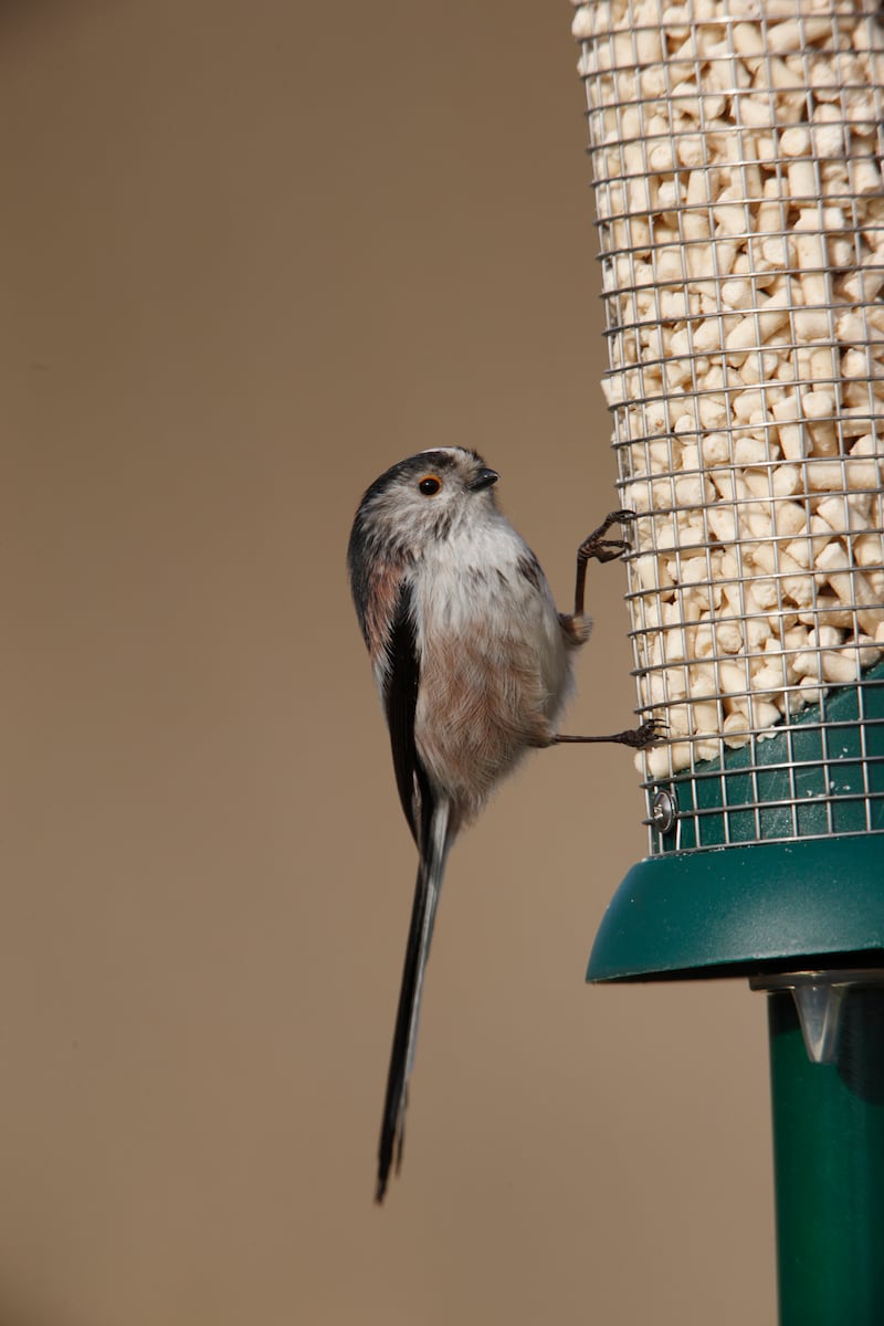 People are being urged to clean feeders and bird baths regularly to prevent disease spread