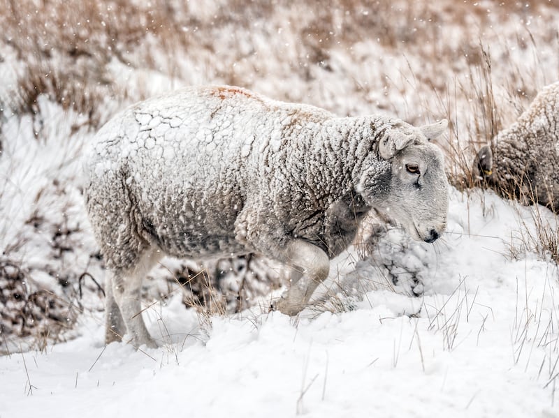 A sheep in snowy conditions near the village of Goathland in North York Moors National Park