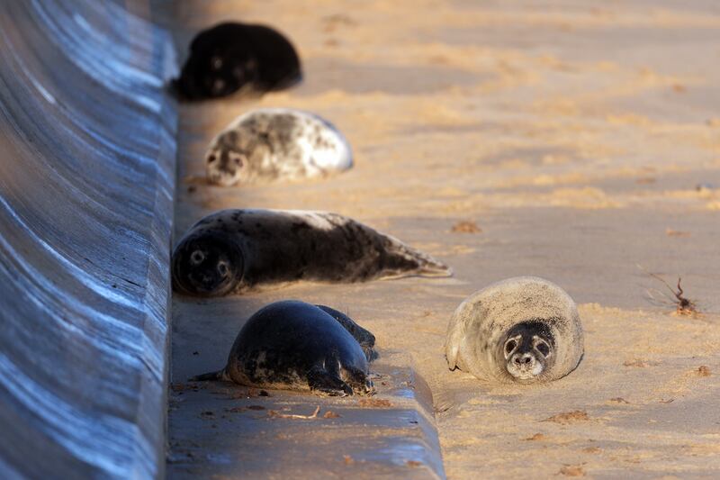 Grey seals shelter against the sea wall at Horsey