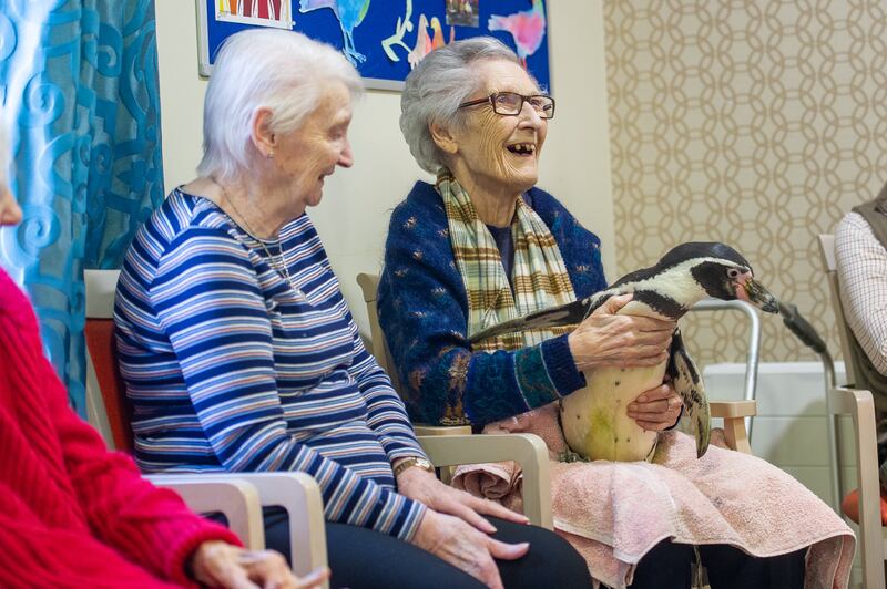 Residents and Staff at The Care UK home Highmarket House in Banbury with the visiting Humbolt Penguins Charlie and Pringle from Amazing Animals in Haythorp February 4 2020. Credit: Matthew Power Photography.