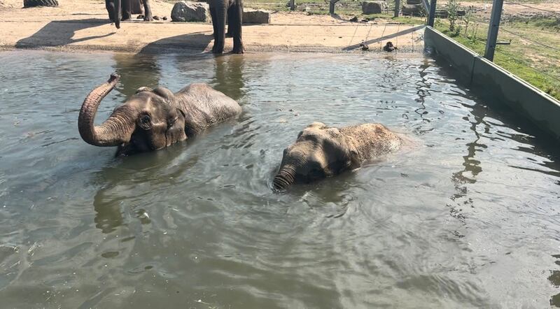 The elephants are at Blackpool Zoo