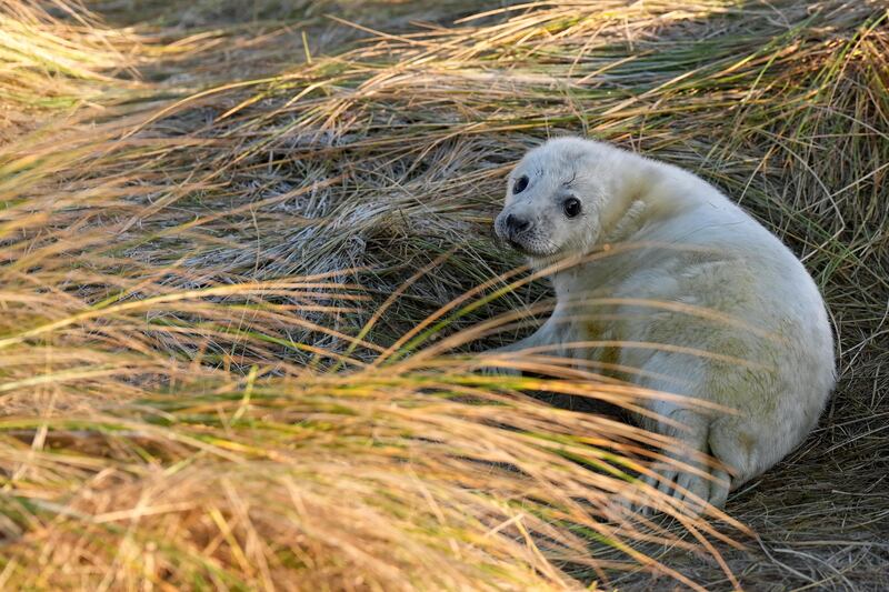 Wardens from the Friends of Horsey Seals have done their final count and announced 3246 pups have been born this season