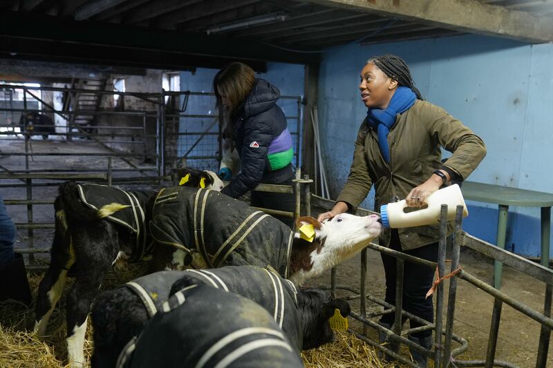 Conservative Party leader Kemi Badenoch feeds calves during a visit to Top O The Town Farm in Broomhall near Nantwich, Cheshire