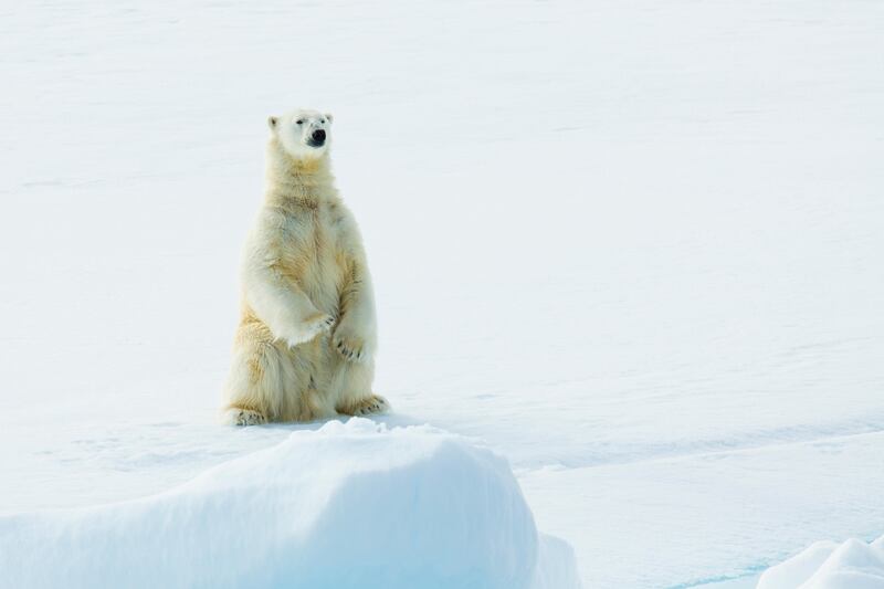 A polar bear sits on an ice in Svalbard
