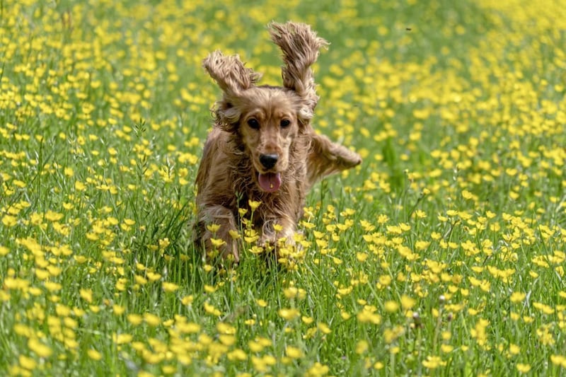 Dogs can get hay fever too. Wiping their fur and paws after a walk is a good idea 