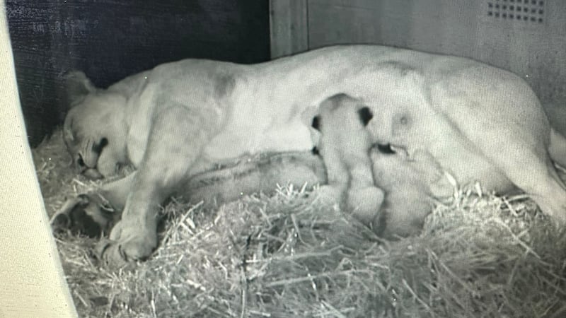 Footage captured by the conservation Zoo’s CCTV shows three-year-old mum Winta being tender with her tiny newborns