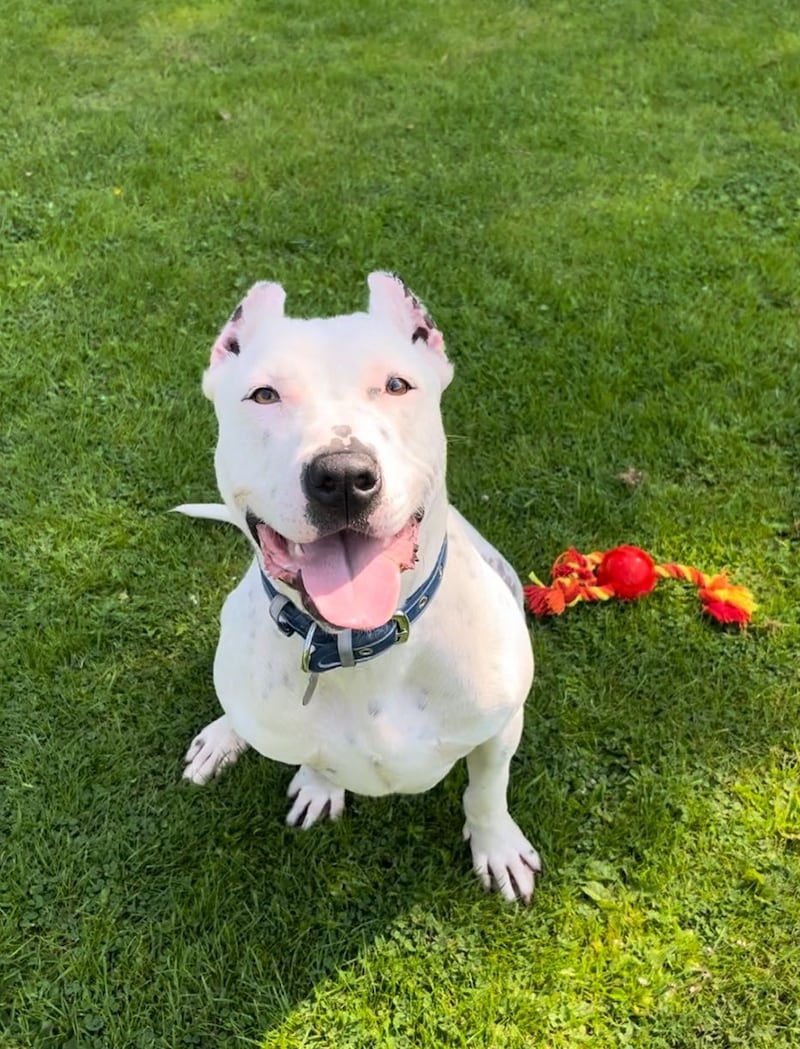 Polo, a deaf dog whose ears were cropped, is learning sign language in hopes it will help her find a new home (RSPCA)