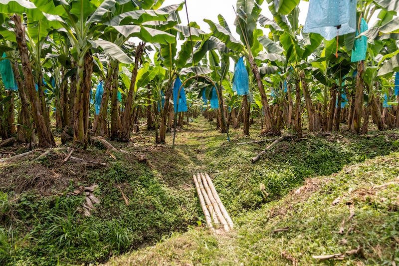 A banana farm in the Magdalena region, Colombia in February 2024. (Chris Terry/Fairtrade)