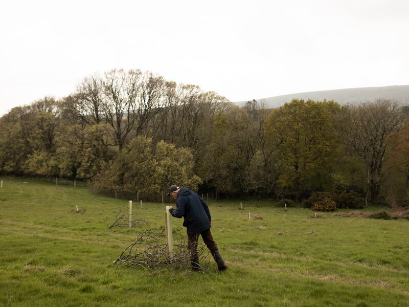 Farmers are working with the National Trust to create hundreds of acres of wood pasture