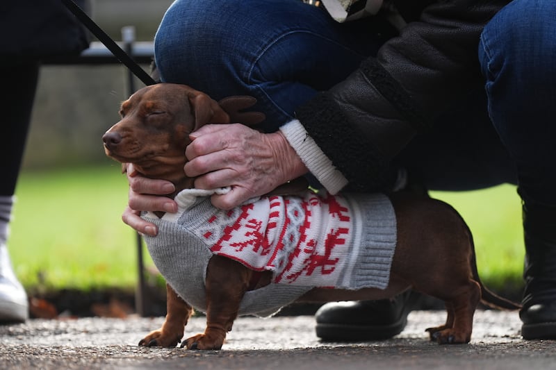 Some sausage dogs wore Christmas jumpers for the annual Hyde Park Walk