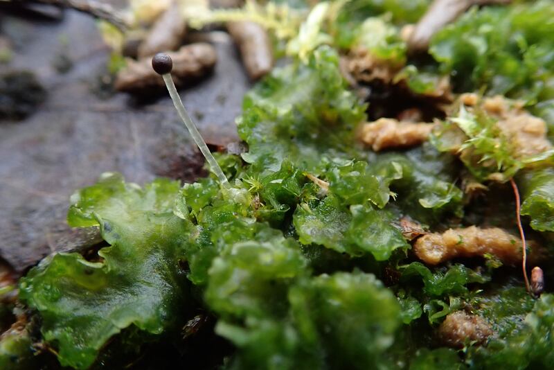 Weedy Frillwort or ‘Fossombronia Incurva’ found at Sandy Heath Quarry (Astrid Biddle)